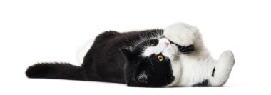 Beyaz arka plan karşı tarafında yalan karışık cins kedi