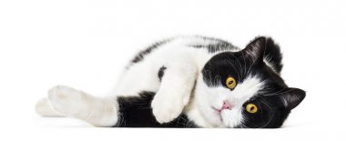 Beyaz arka plan üzerinde uzanmış karışık cins kedi