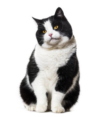 Beyaz arka plan üzerinde oturan karışık cins kedi