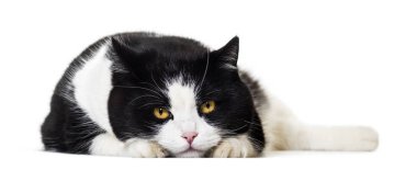 Karışık cins kedi portre beyaz arka plan
