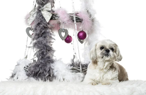 Shih tzu neben Weihnachtsdekoration vor weißem Hintergrund — Stockfoto