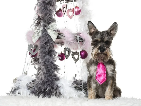 Schnauzer sentado ao lado da decoração de Natal contra o bac branco — Fotografia de Stock