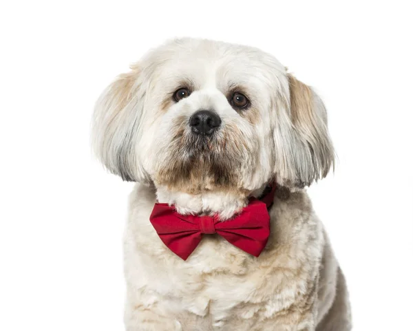 Lhasa apso in vlinderdas tegen witte achtergrond — Stockfoto