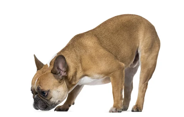 Franse Bulldog snuiven grond tegen de witte achtergrond — Stockfoto