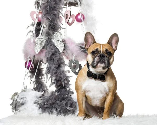 Bulldog francés en corbata de lazo sentado junto a la decoración de Navidad a —  Fotos de Stock