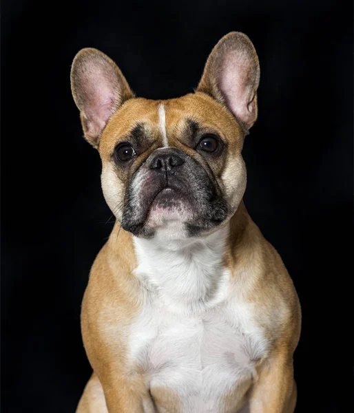 Franse Bulldog in portret tegen zwarte achtergrond — Stockfoto