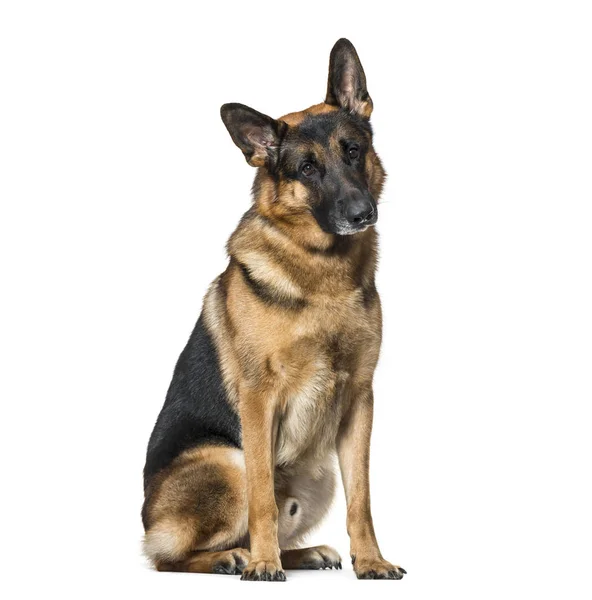 German Shepherd dog sitting against white background — Stock Photo, Image