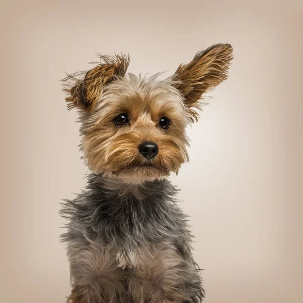 Yorkshire terrier in strong wind against beige background — Stock Photo, Image