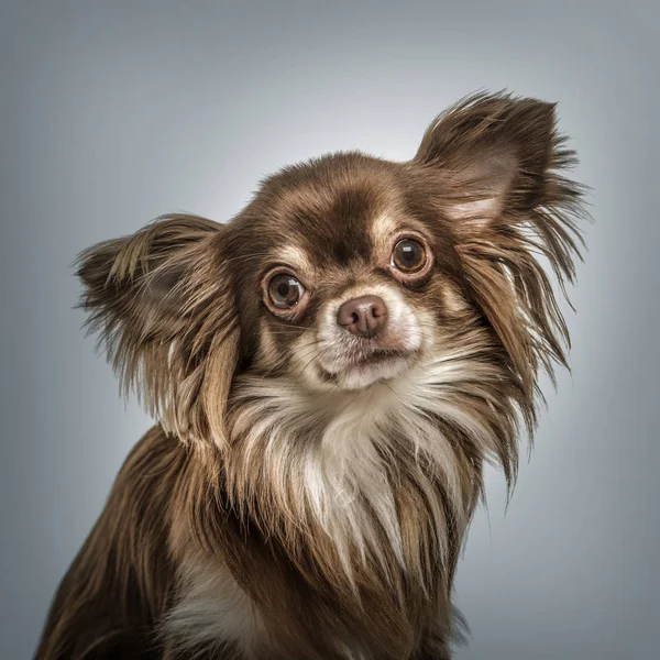 Continental Toy Spaniel portrait against grey background — Stock Photo, Image