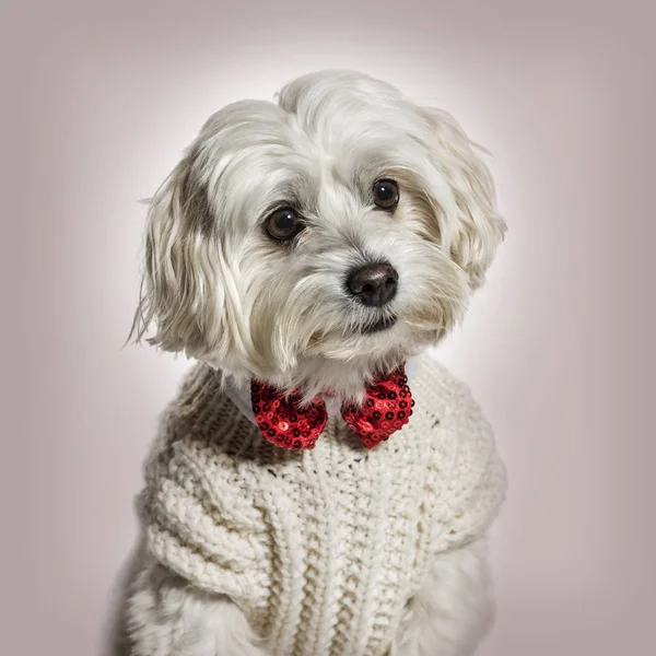 Мальтийская собака в бабочке и свитере на бежевом фоне — стоковое фото