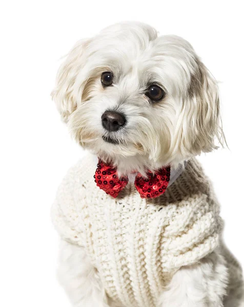 Maltese hond in strikje en trui tegen witte achtergrond — Stockfoto