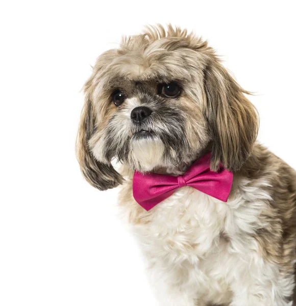 Lhasa apso in Fliege vor weißem Hintergrund — Stockfoto