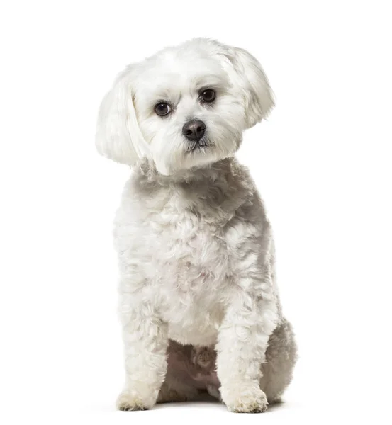 Maltese hond zit tegen de witte achtergrond — Stockfoto