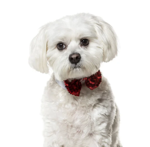 Perro maltés con pajarita sobre fondo blanco — Foto de Stock