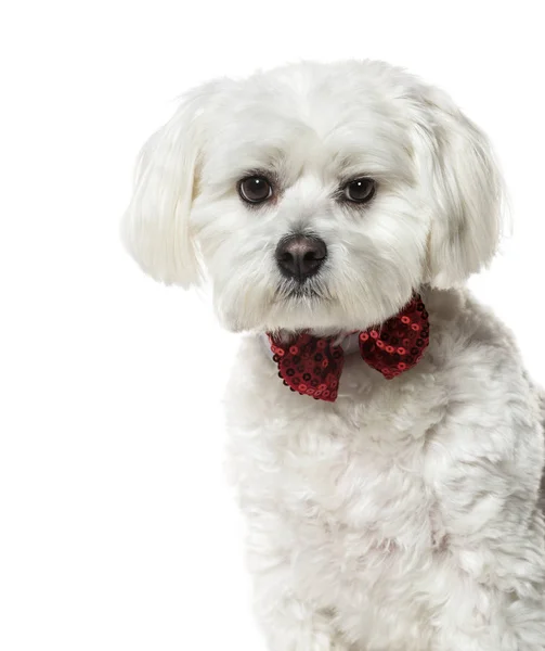 Perro maltés con pajarita sobre fondo blanco —  Fotos de Stock