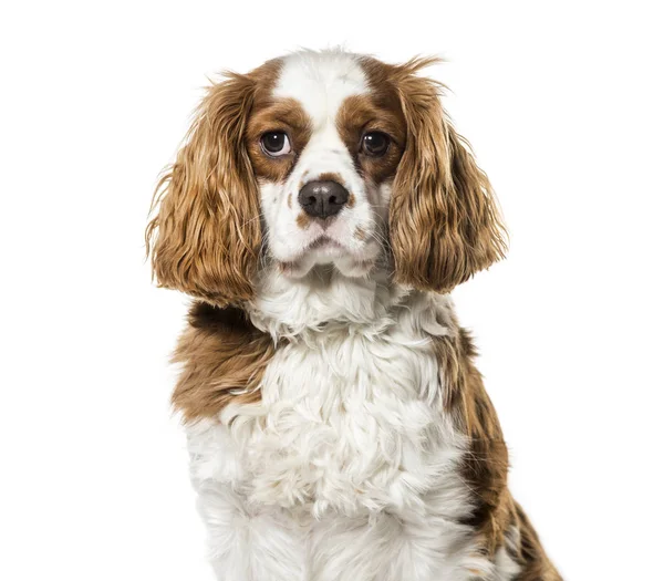 Cavalier King Charles Spaniel на белом фоне — стоковое фото