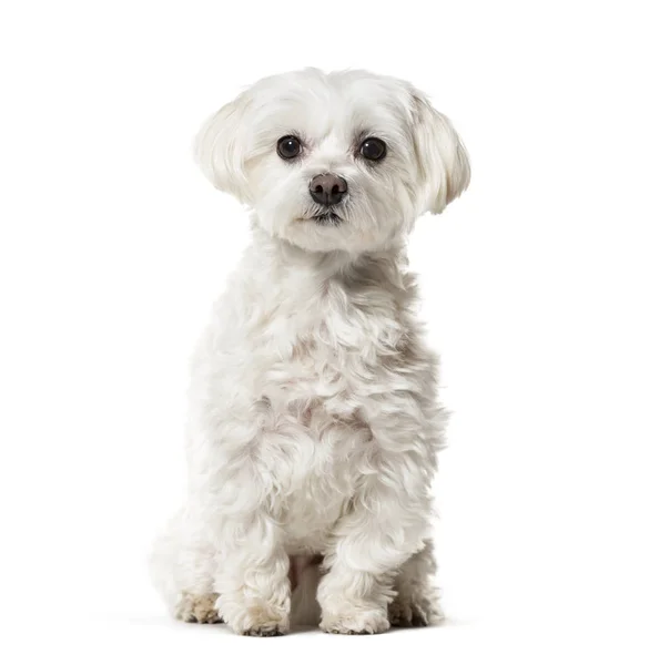 Maltese dog sitting against white background — Stock Photo, Image