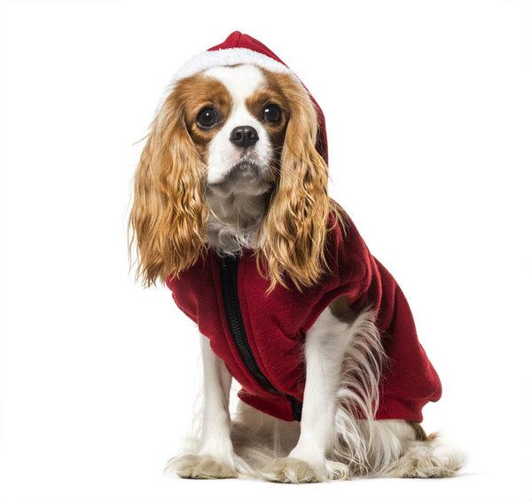 Cavalier King Charles Spaniel in Santa dog coat against white ba