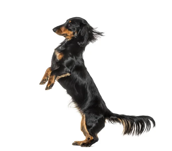 Dachshund rearing up against white background — Stock Photo, Image