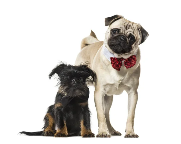 Pug and Griffon together against white background — Stock Photo, Image