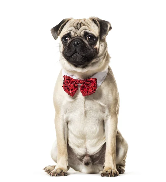 Pug in papillon rosso seduto sullo sfondo bianco — Foto Stock