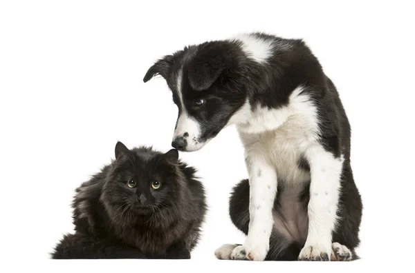 Kenar kömür ocağı köpek yavrusu ve kara kedi beyaz karşı birlikte oturan — Stok fotoğraf