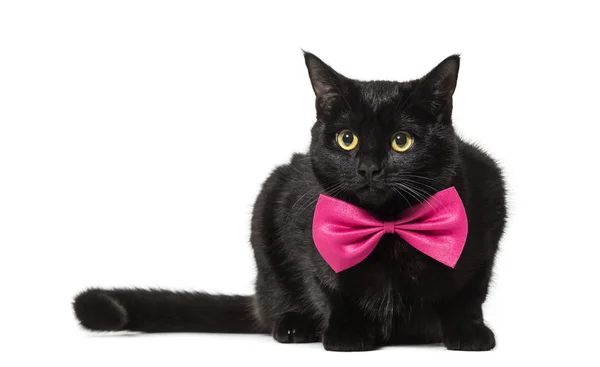 Mixed-breed cat in pink bow tie against white background — Stock Photo, Image