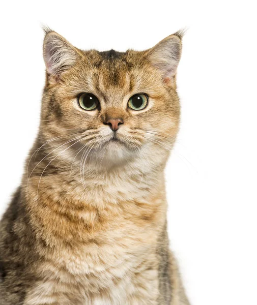 British Shorthair cat against white background — Stock Photo, Image