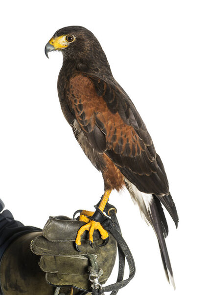 Harris's hawk, Parabuteo unicinctus, perching on falconer's glov