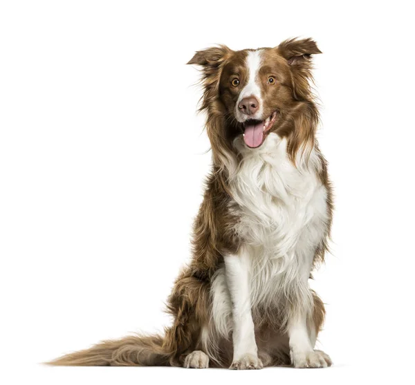 Border Collie hijgen tegen witte achtergrond — Stockfoto