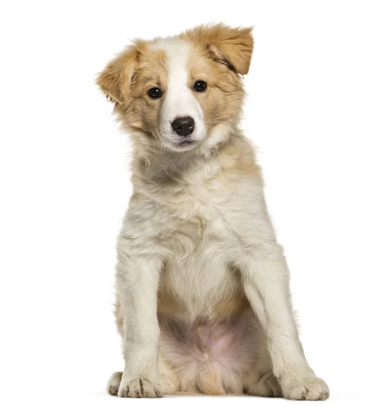 Border Collie pup zitten tegen de witte achtergrond — Stockfoto