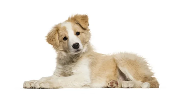 Fronteira Collie cachorro deitado contra fundo branco — Fotografia de Stock