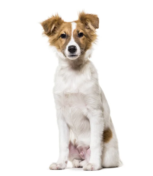 Beyaz arka plan üzerinde oturan karışık-breed köpek — Stok fotoğraf