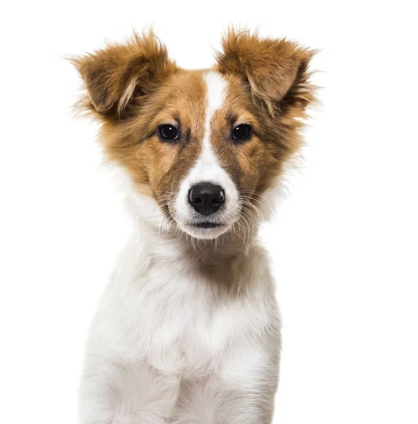 Blandad ras hund mot vit bakgrund — Stockfoto