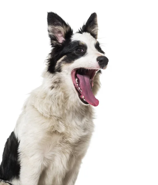 Border Collie bâillant sur fond blanc — Photo