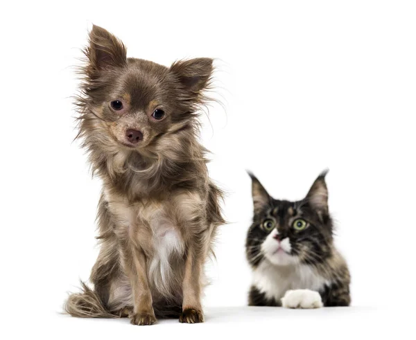 Mixed breed dog watched by Maine Coon cat against white backgrou — Stock Photo, Image