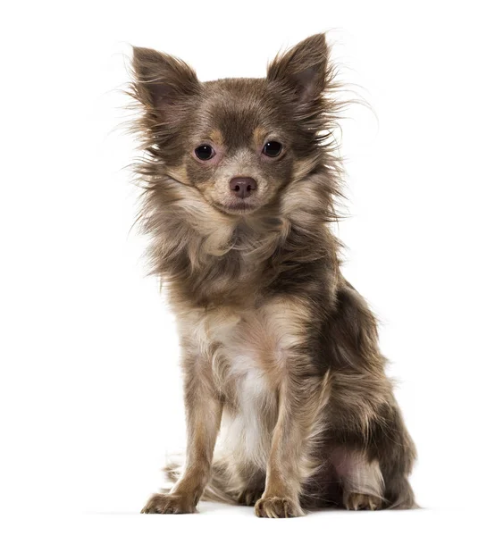 Cão misto sentado contra fundo branco — Fotografia de Stock