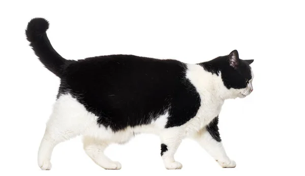 Mischlingskatze läuft vor weißem Hintergrund — Stockfoto