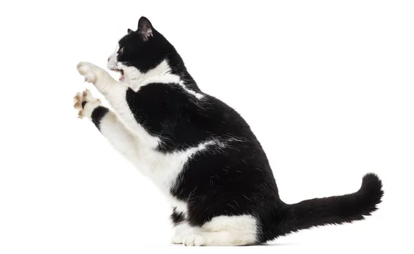 Raça mista gato criação contra fundo branco — Fotografia de Stock