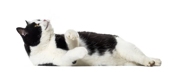 Mixed breed cat looking up against white background — Stock Photo, Image