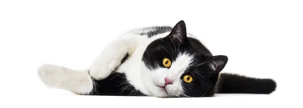 Mixed breed cat lying on side against white background — Stock Photo, Image