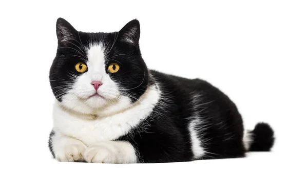 Gatto di razza mista sdraiato sul davanti contro lo sfondo bianco — Foto Stock