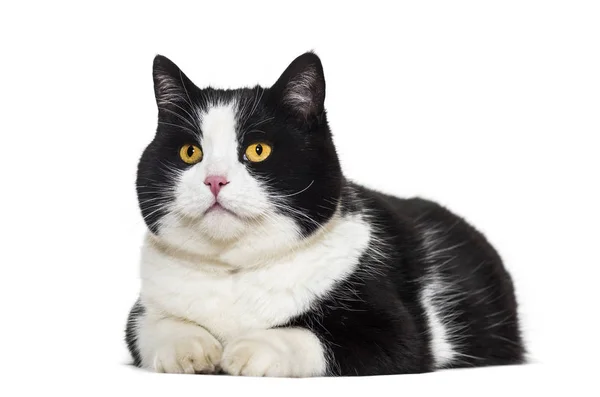 Mixed breed cat lying against white background — Stock Photo, Image