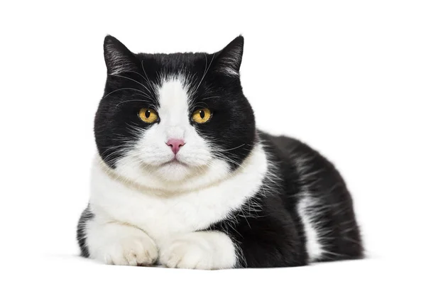 흰색 배경 혼합된 품종 고양이 초상화 — 스톡 사진