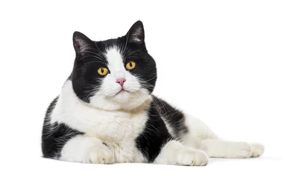 Karışık cins kedi beyaz arka planı yalan — Stok fotoğraf