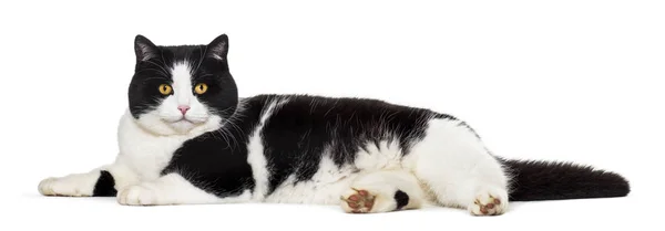 Vegyes fajta macska feküdt, oldalon fehér háttér — Stock Fotó