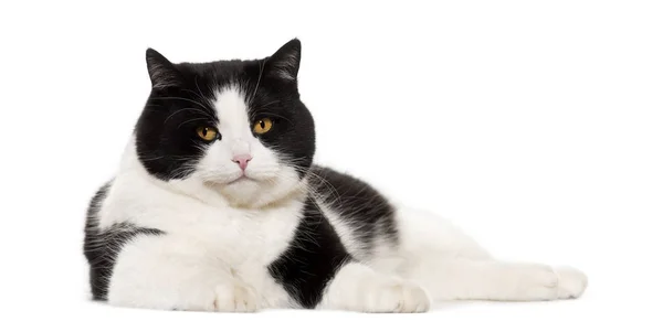 Gatto di razza mista sdraiato sullo sfondo bianco — Foto Stock