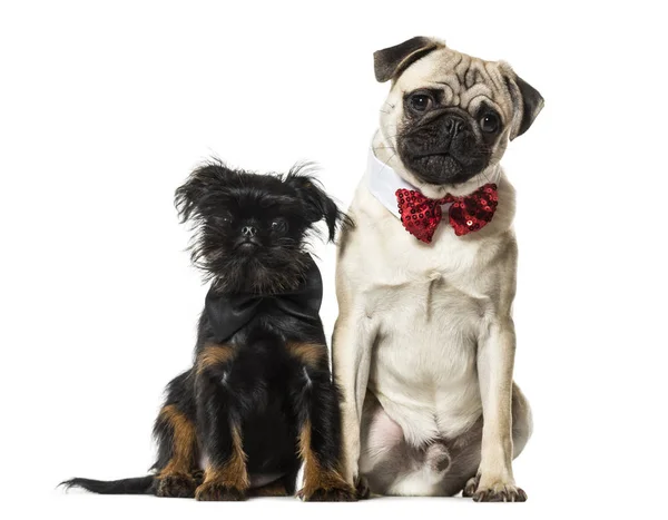 Pug and Griffon sitting together against white background Royalty Free Stock Images
