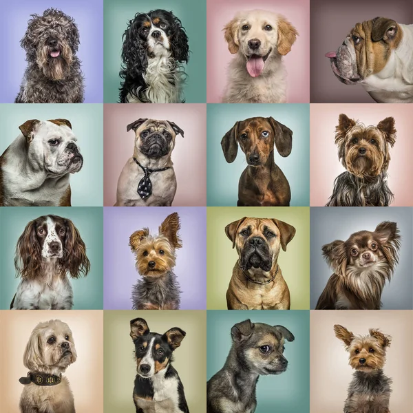 Zusammensetzung von Hunden vor farbigem Hintergrund Stockbild