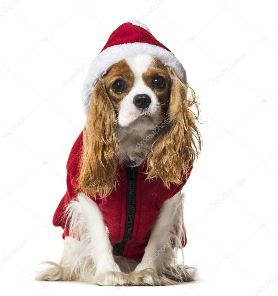 Cavalier King Charles Spaniel in Santa dog coat against white ba